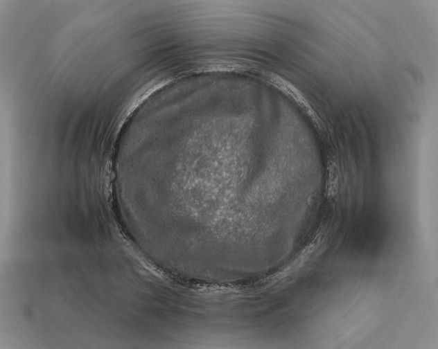 X0000112970786200909101652