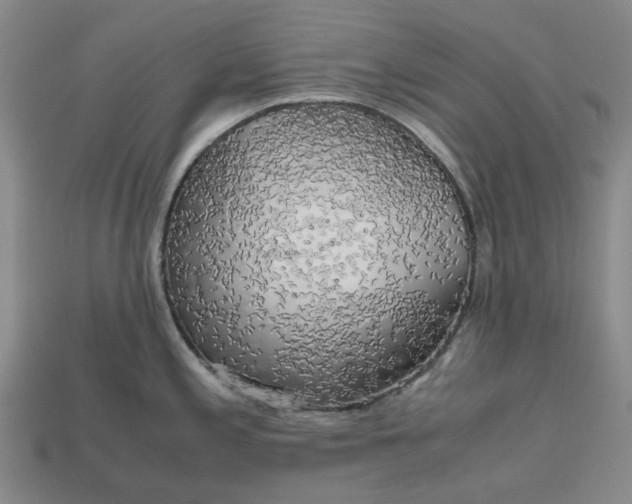 X0000112971197200909101646