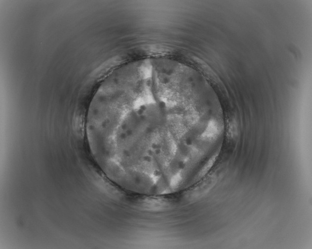 X0000112970666200909241328