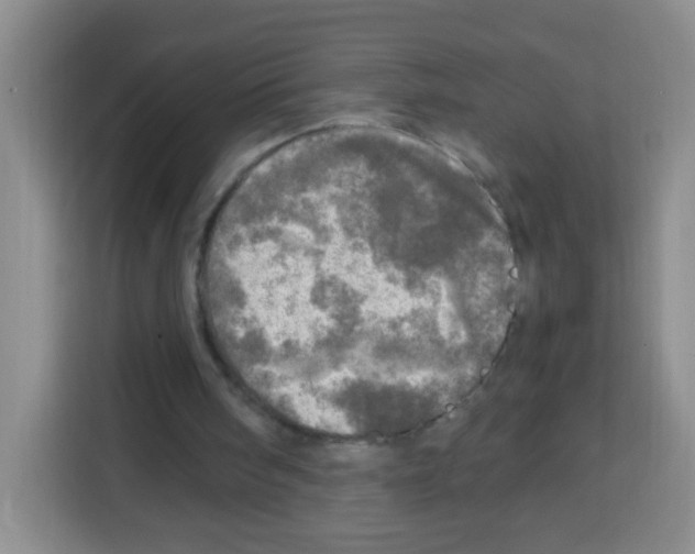 X0000112970098200910081054