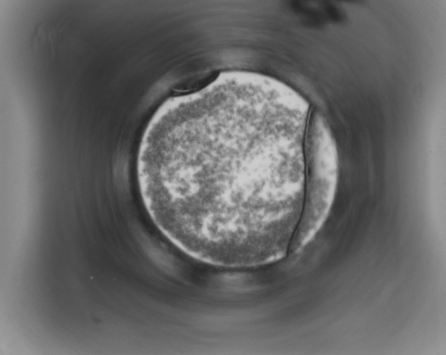 X0000112970154200910081052