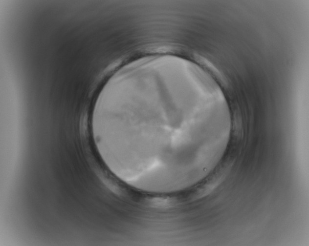 X0000112970394200910081050
