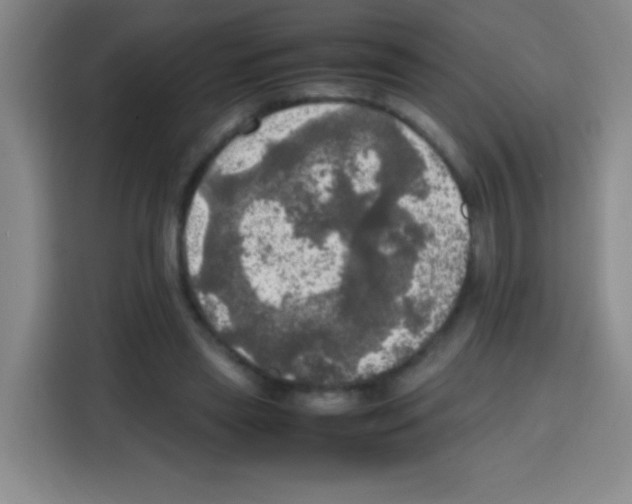 X0000112970445200910081049