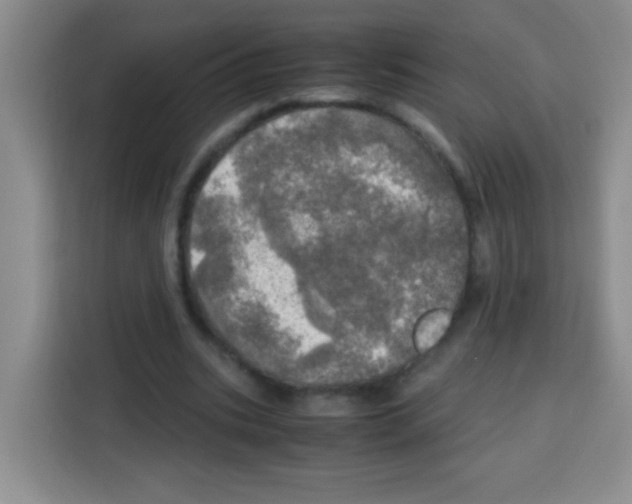 X0000112970535200910081047