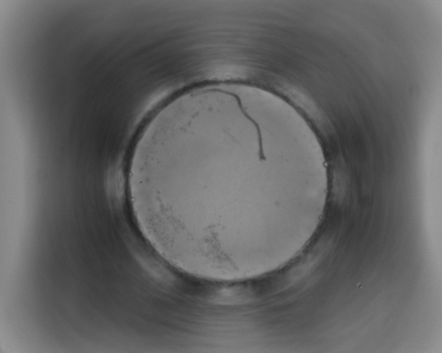X0000112970584200910081047