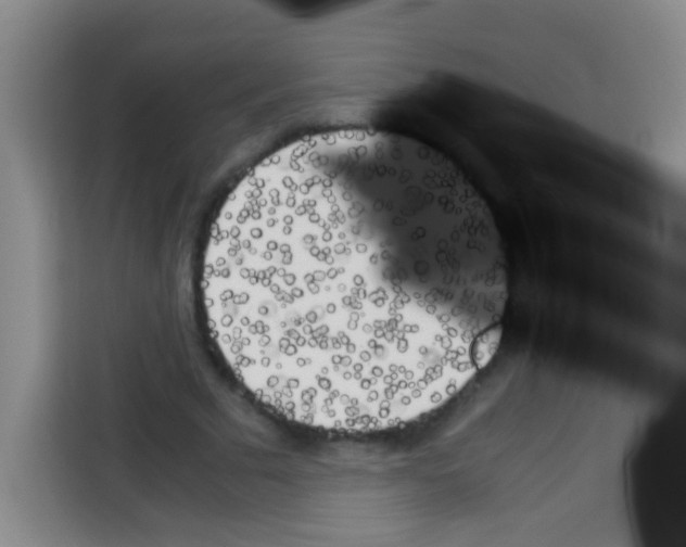 X0000112970681200910081046