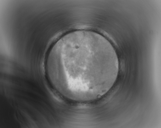 X0000112970682200910081046