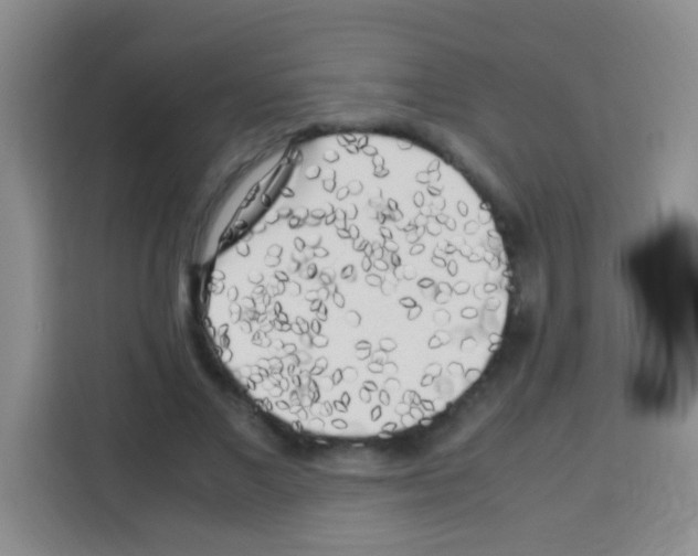 X0000112970685200910081046