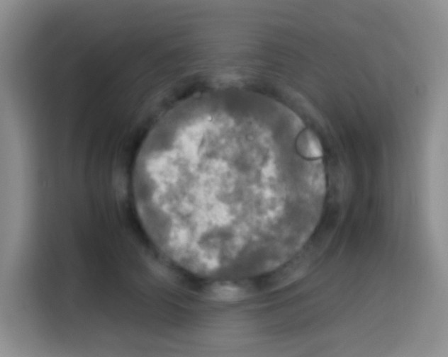 X0000112970706200910081045