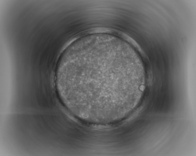 X0000112970786200910081044