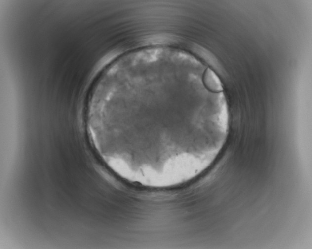 X0000112971026200910081041
