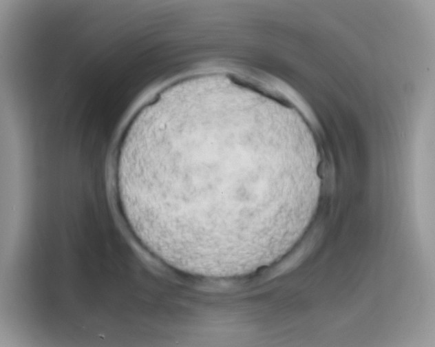 X0000112971101200910081040