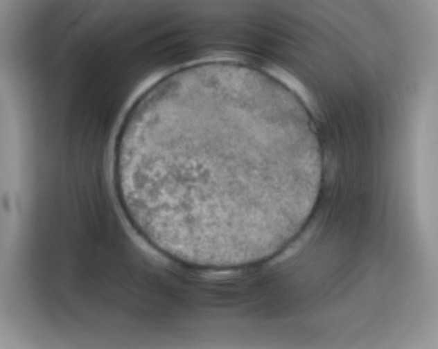 X0000112971135200910081040