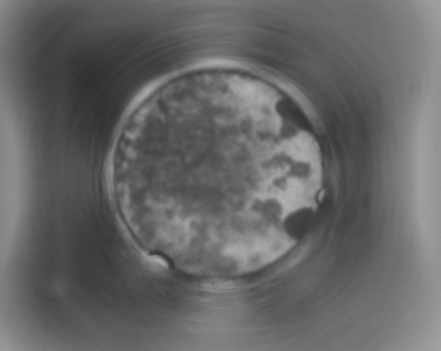 X0000112971199200910081039