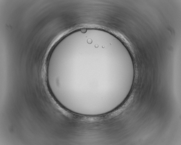 X0000112981286200908270910