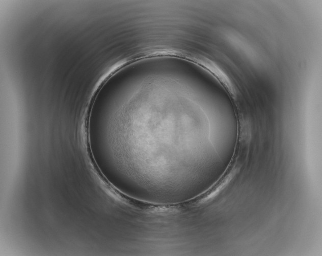 X0000112980806200908271142