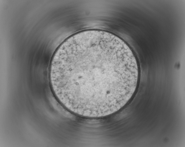 X0000112981338200909031100