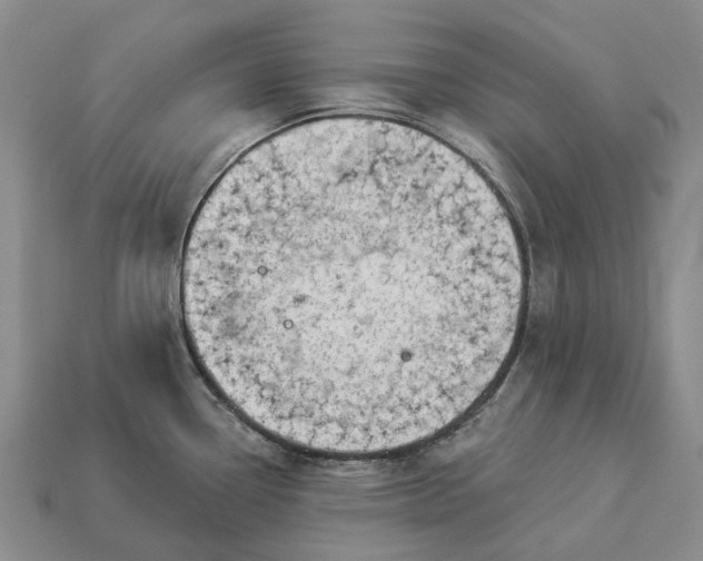 X0000112981338200909101706