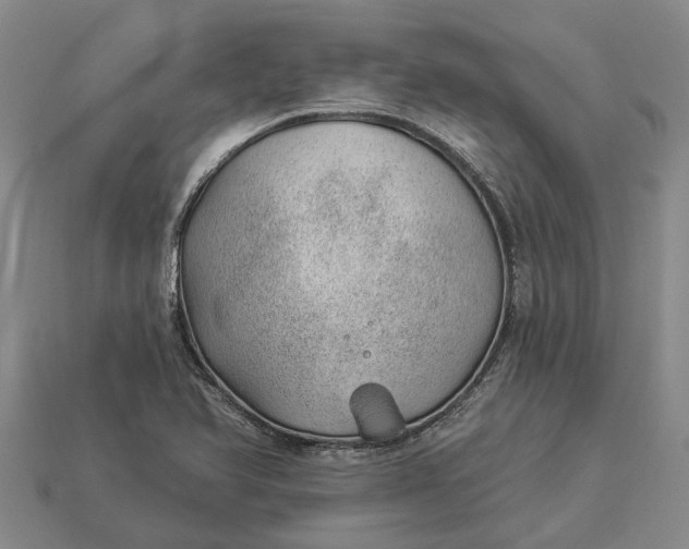 X0000112981366200909101705