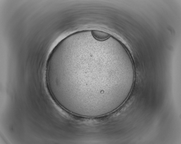 X0000112981525200909101703