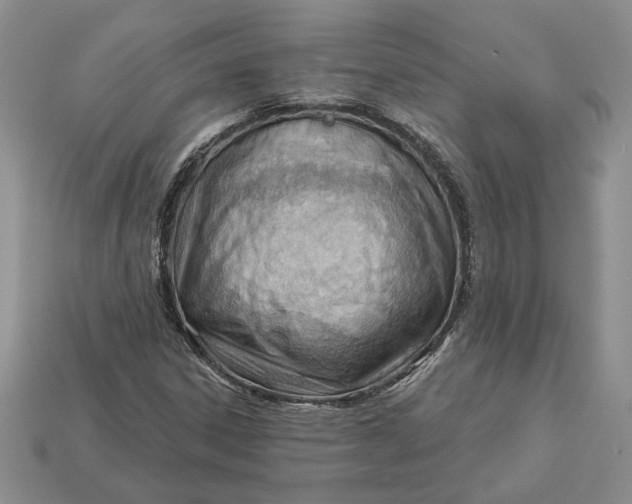 X0000112981306200909171330