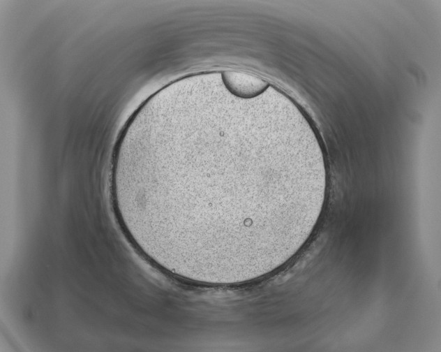 X0000112981525200909241210