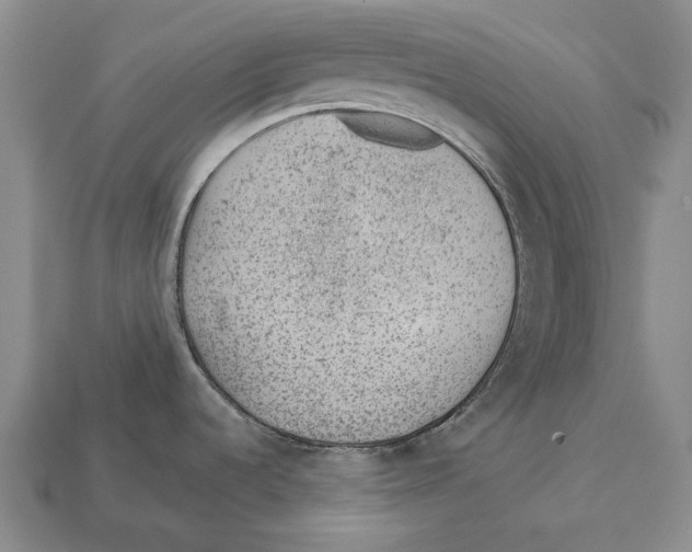 X0000112981536200909241210