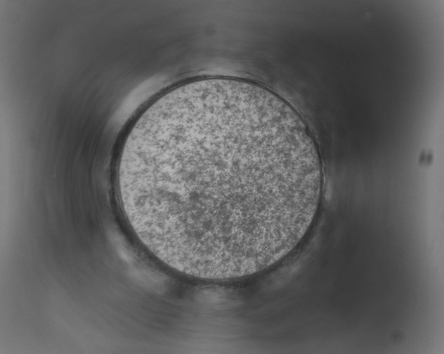 X0000112980199200910081118