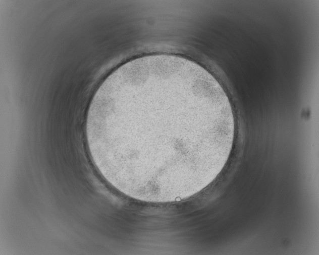 X0000112980625200910081110