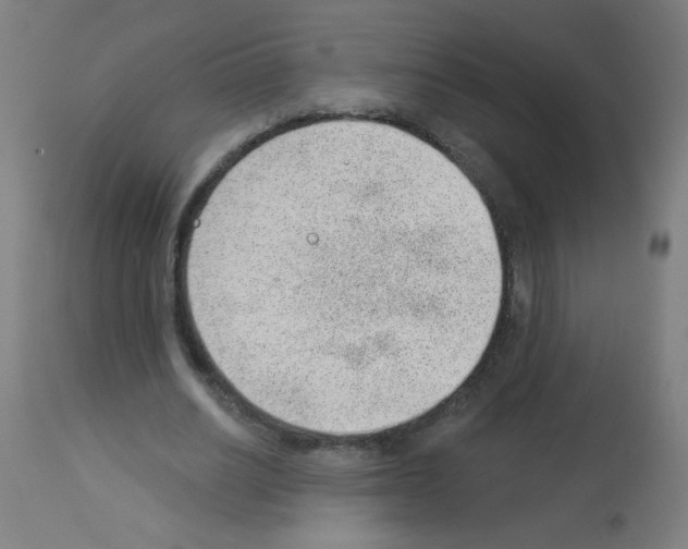 X0000112980630200910081110