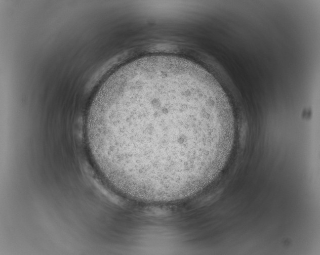 X0000112980729200910081109