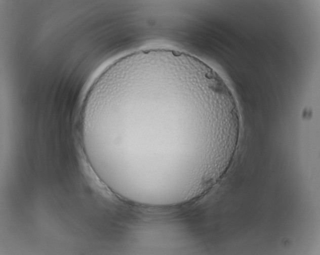 X0000112981008200910081105