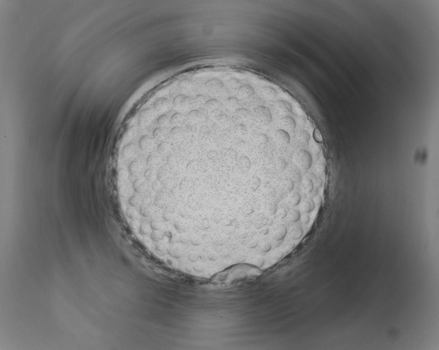X0000112981044200910081105