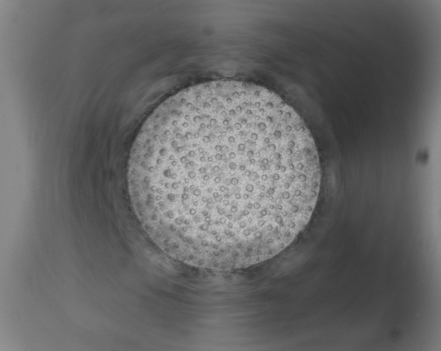 X0000112981105200910081103