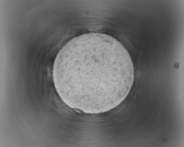 X0000112981106200910081103