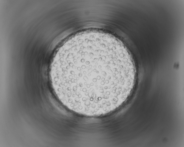 X0000112981113200910081103