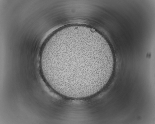 X0000112981125200910081103