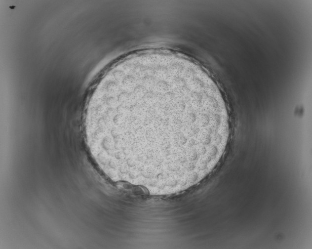 X0000112981216200910081102
