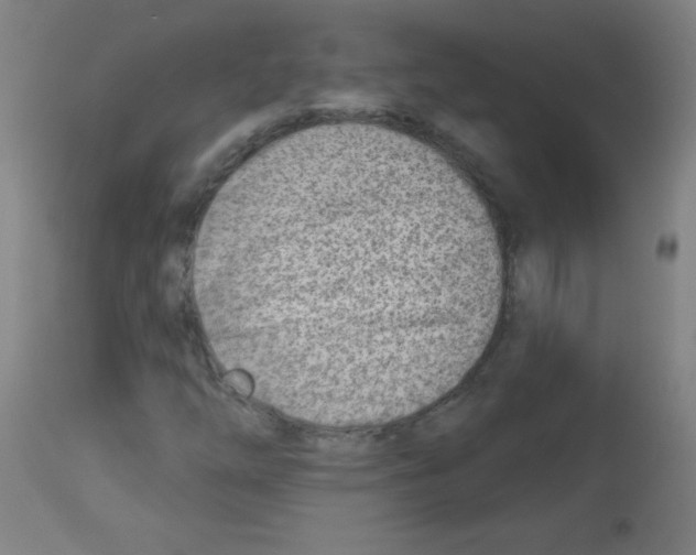 X0000112981254200910081102
