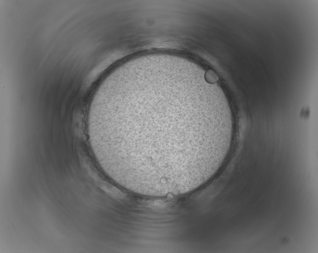 X0000112981266200910081101