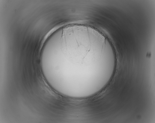 X0000112981324200910081101