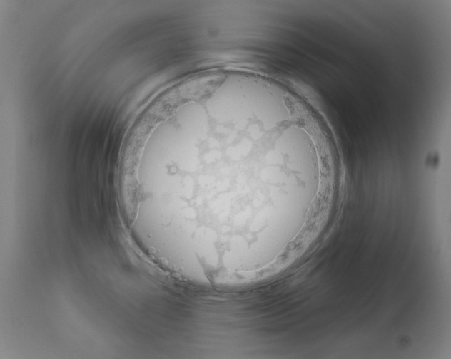 X0000112981338200910081101