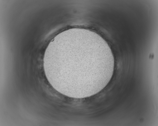 X0000112981350200910081100