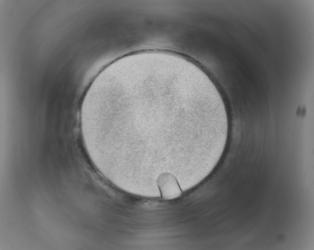 X0000112981366200910081100