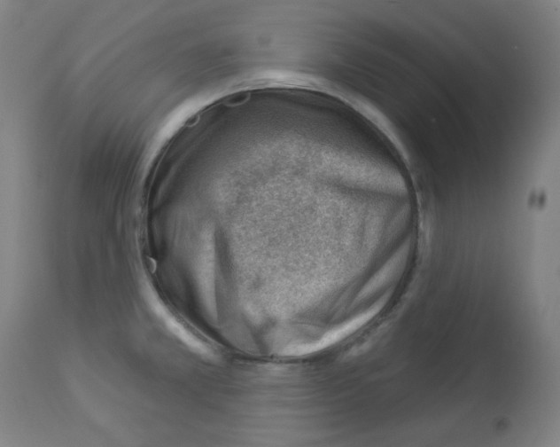 X0000112981381200910081100