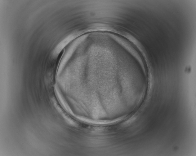 X0000112981385200910081059