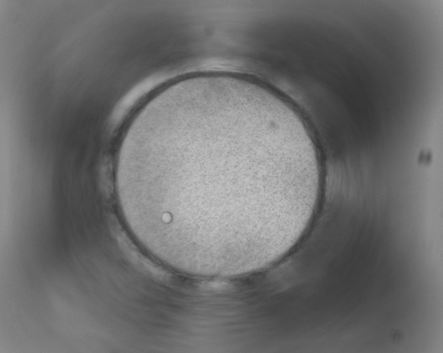 X0000112981454200910081059