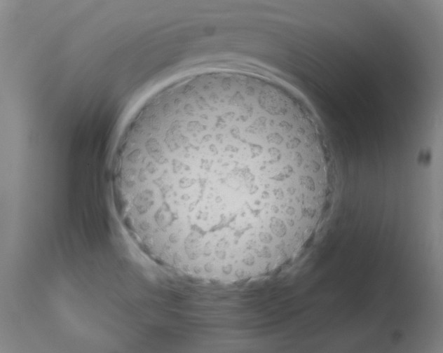 X0000112981514200910081058