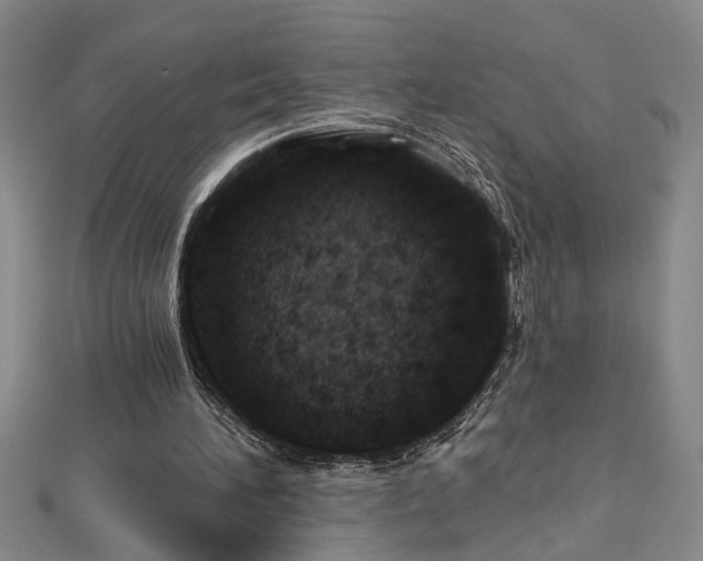X0000113000196200908271354