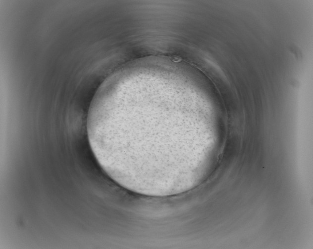 X0000113000029200909101806